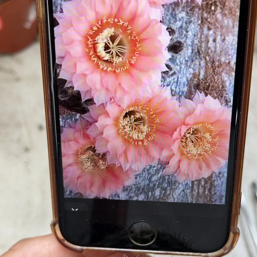 彩草甜芯侧芽4公分左右