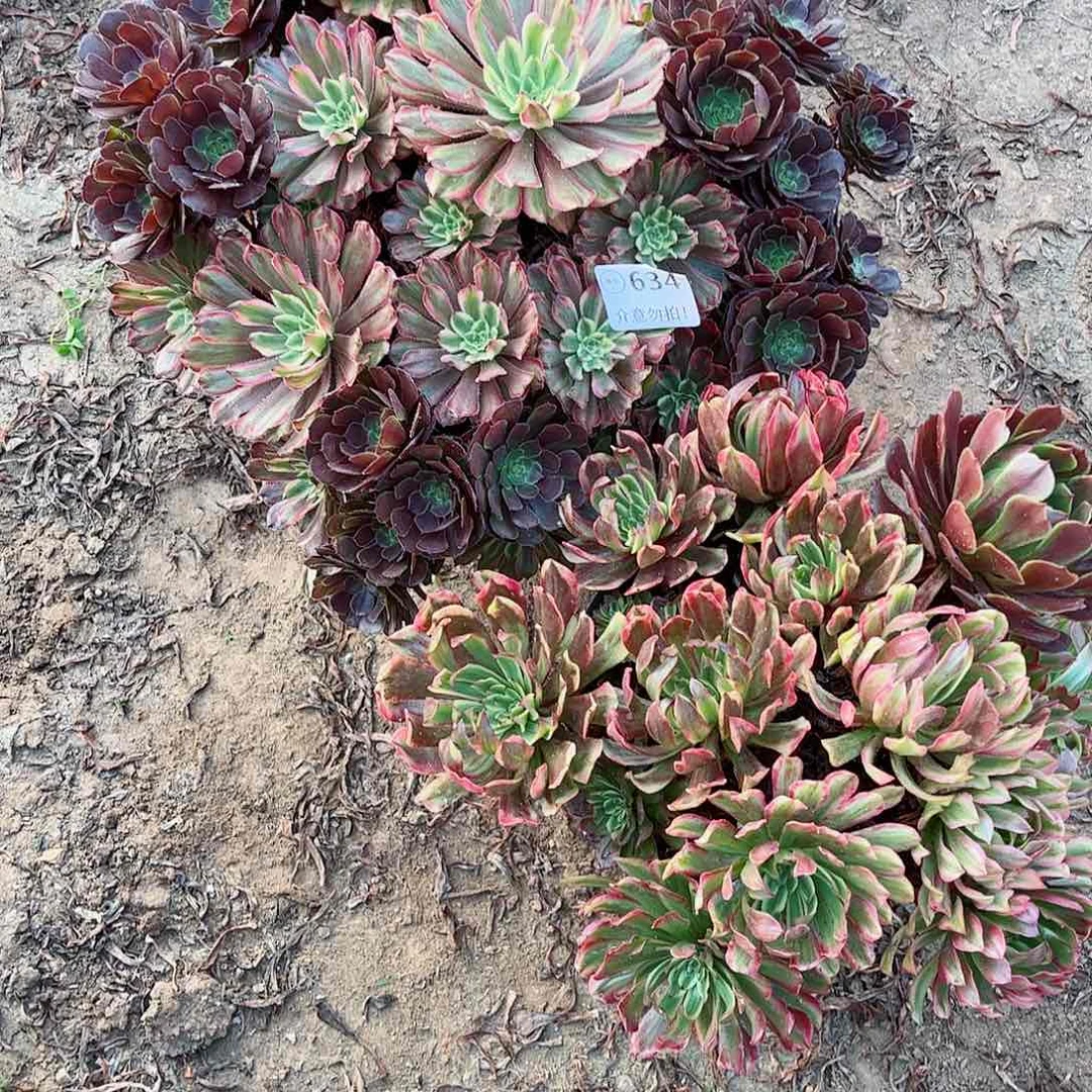 无花朵多肉植物组合634