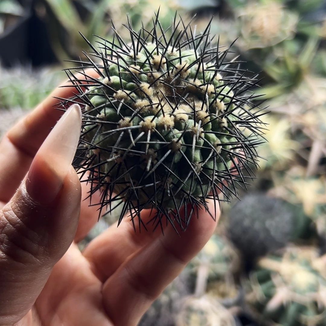 鬼神龙有根仙人球666666