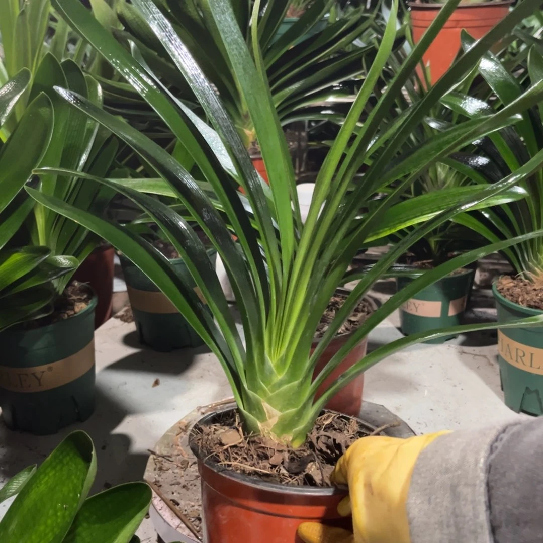 当前无花栽培后可以开花