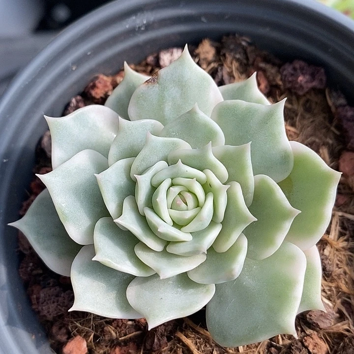 露娜莲锦多肉植物