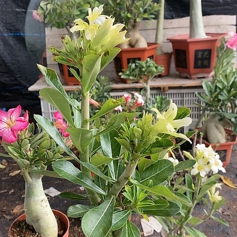 【闪购商品】源绿植