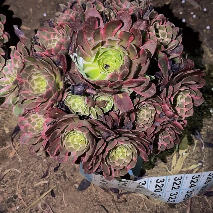 312玉芙蓉多肉植物不售后