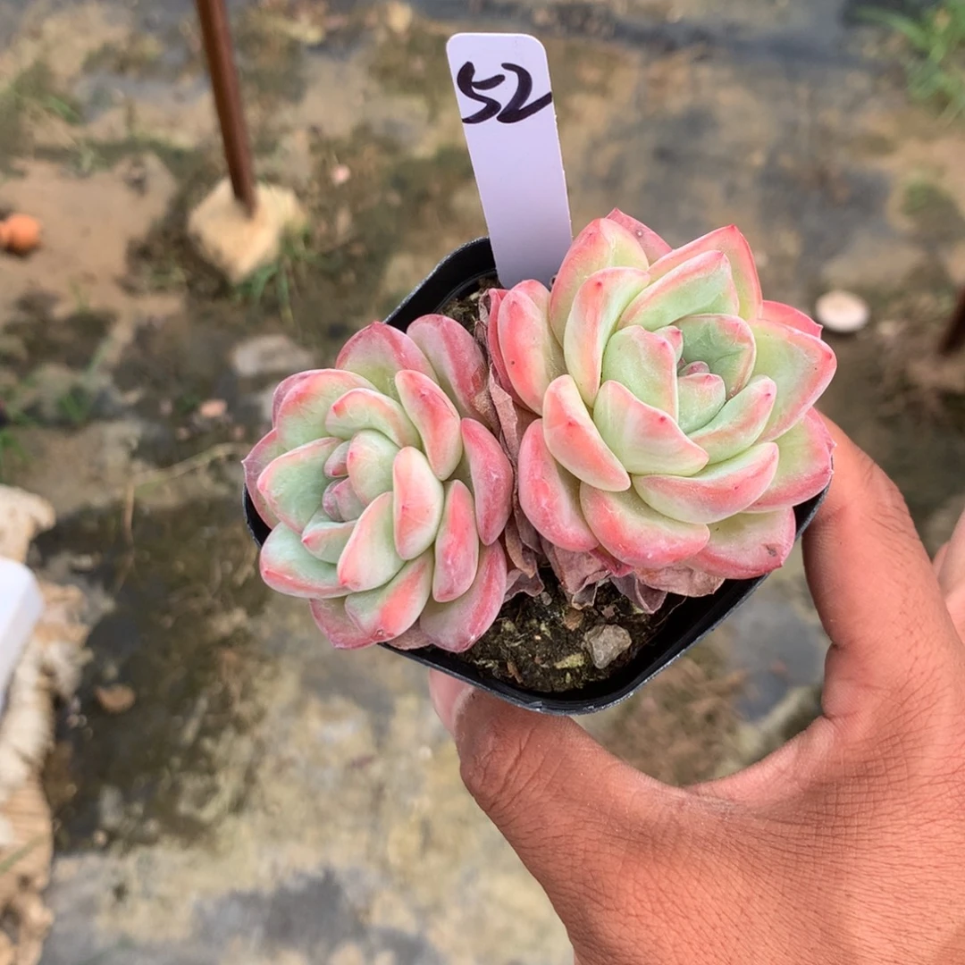 人工增加剂量及药物剂量