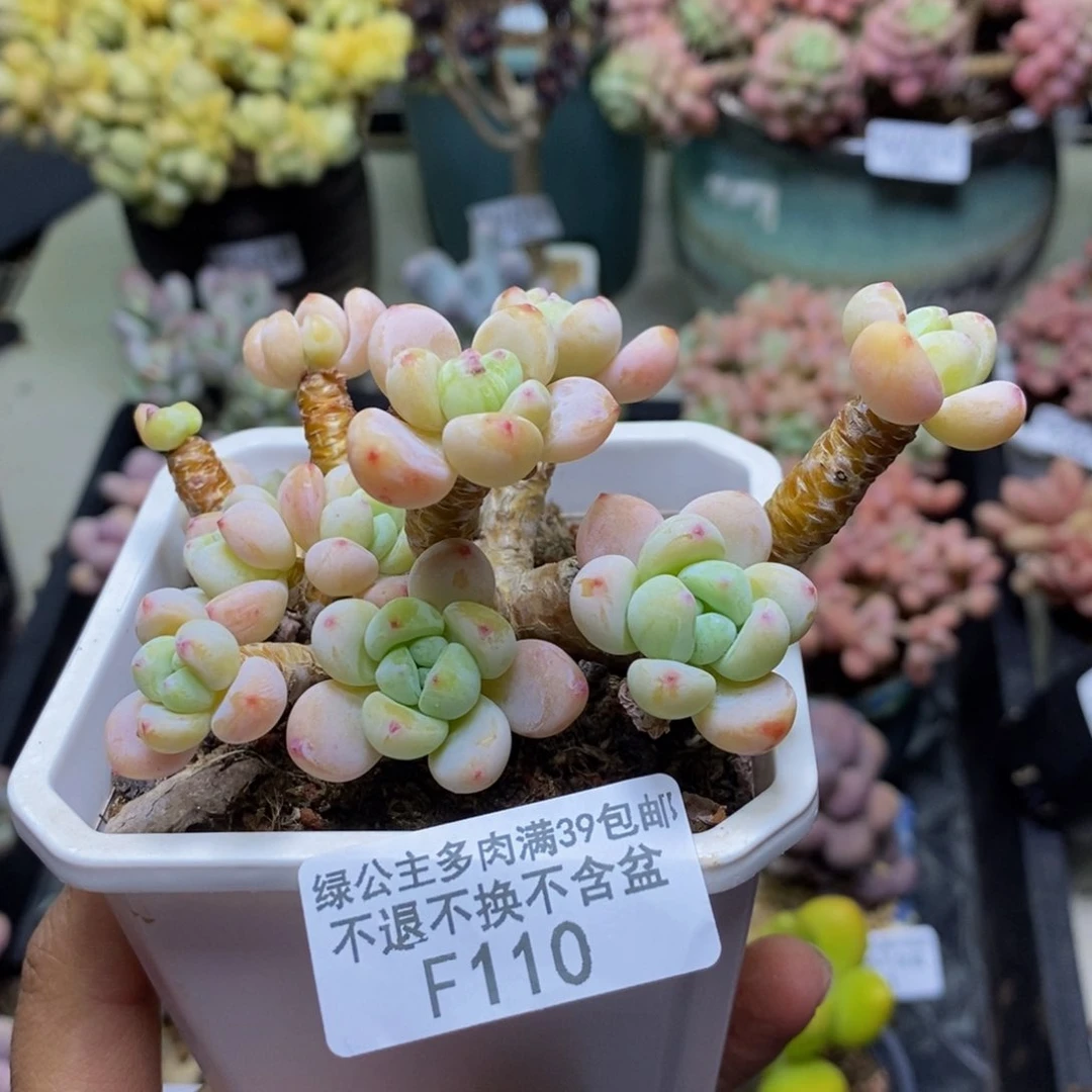 ?110樱花罗琦多肉有砍