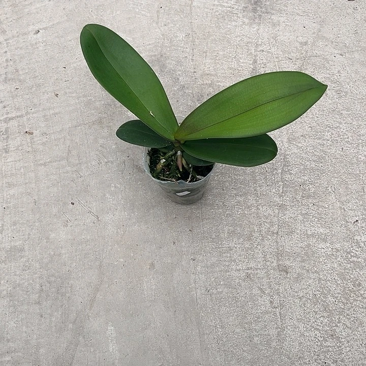 当前无花栽培后可以开花年年有余3.0苗