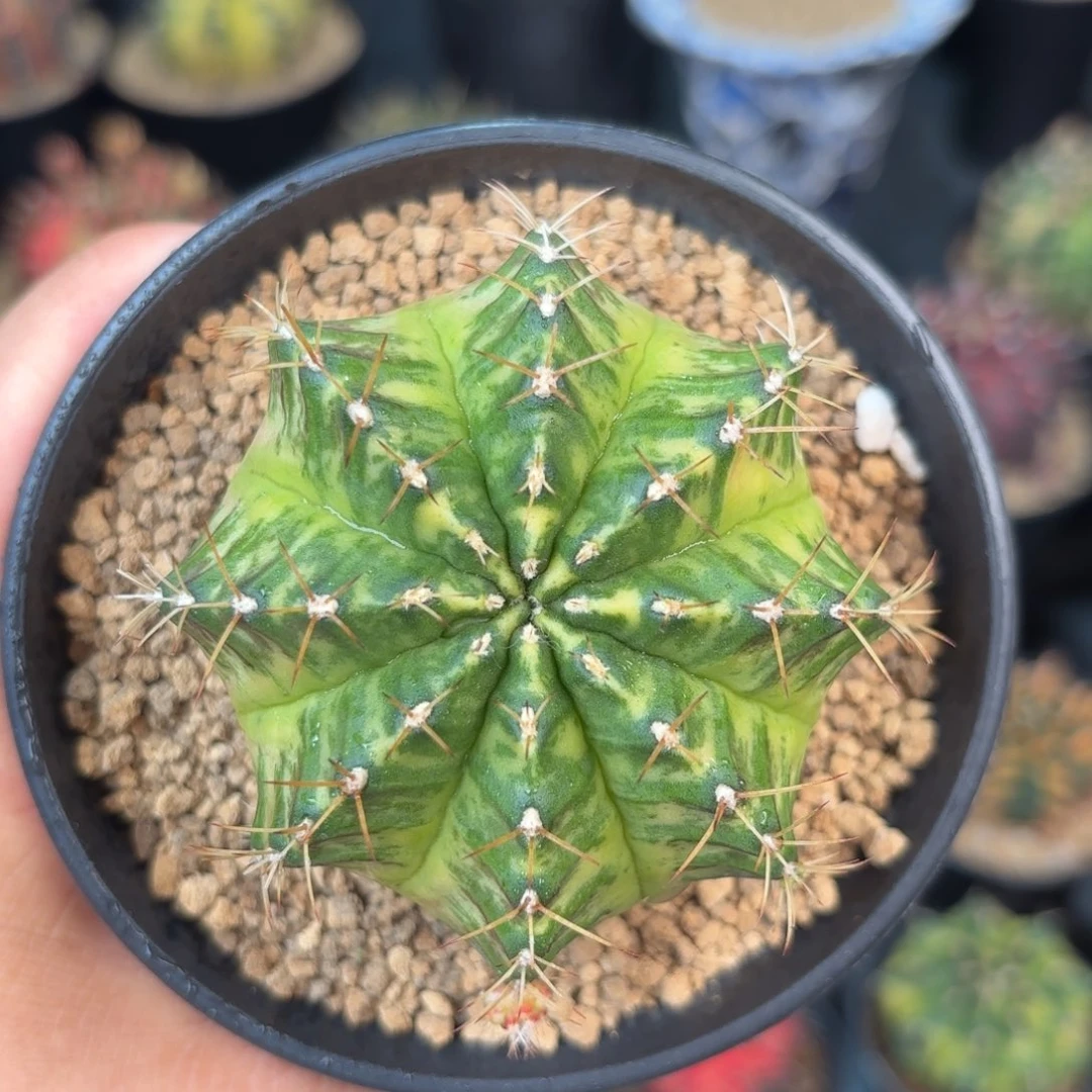 泰系米哈仙人球600