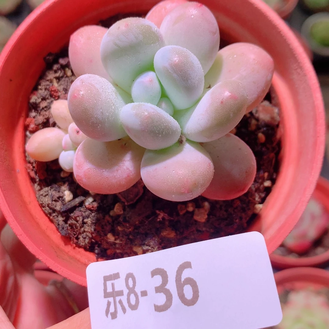 乐然 8-36 香水带仔