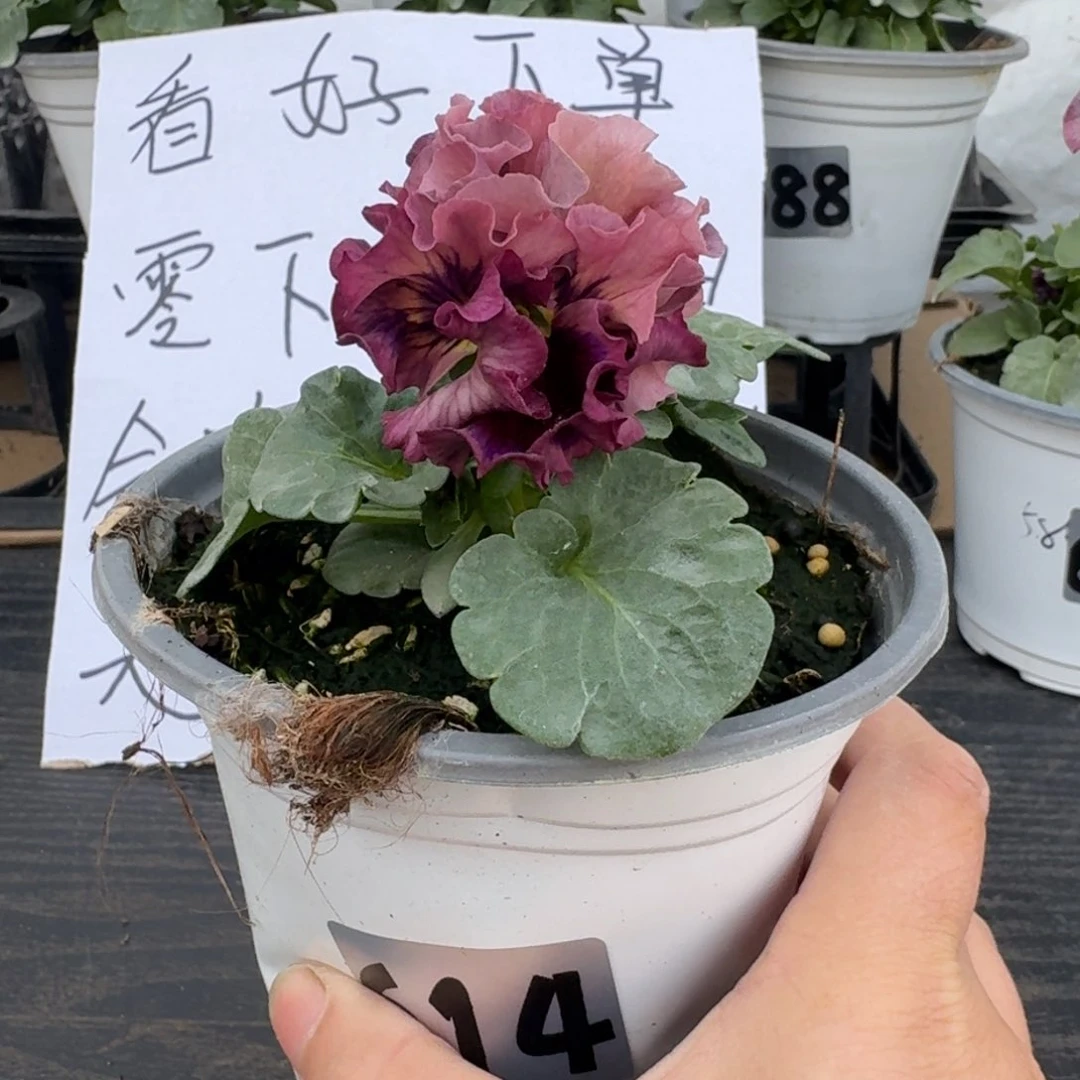 全部花朵614号洛可可