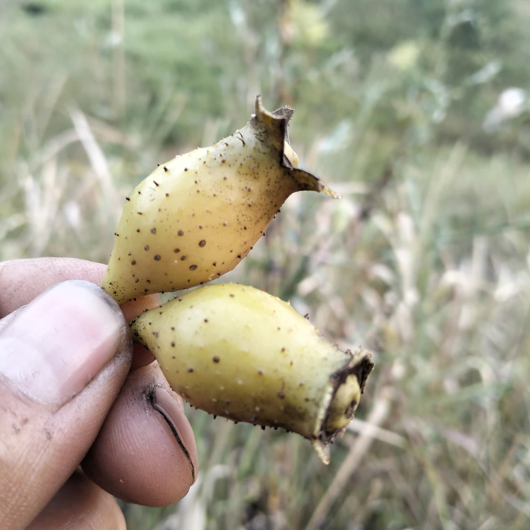 重庆野生金樱子新鲜山石榴中药材可用于泡酒深山采摘