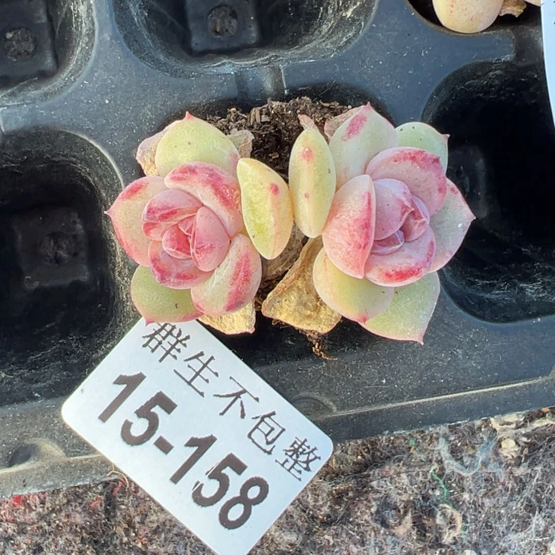 四*小卡拉米糖心一物一拍15-158