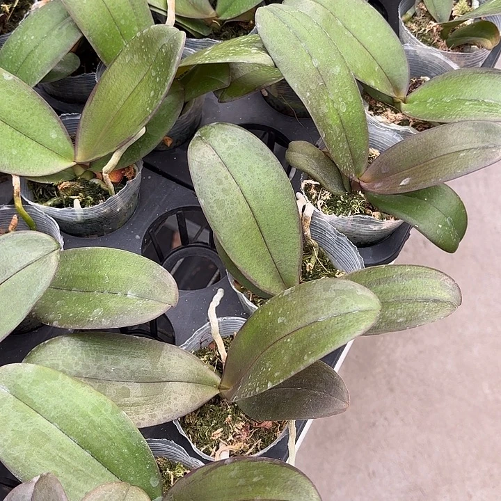 当前无花栽培后可以开花哈根达斯2.8寸带闪边根少