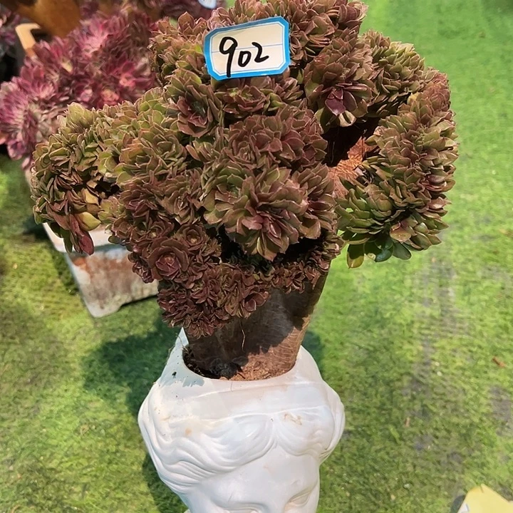 902万圣节缀化法师一颗