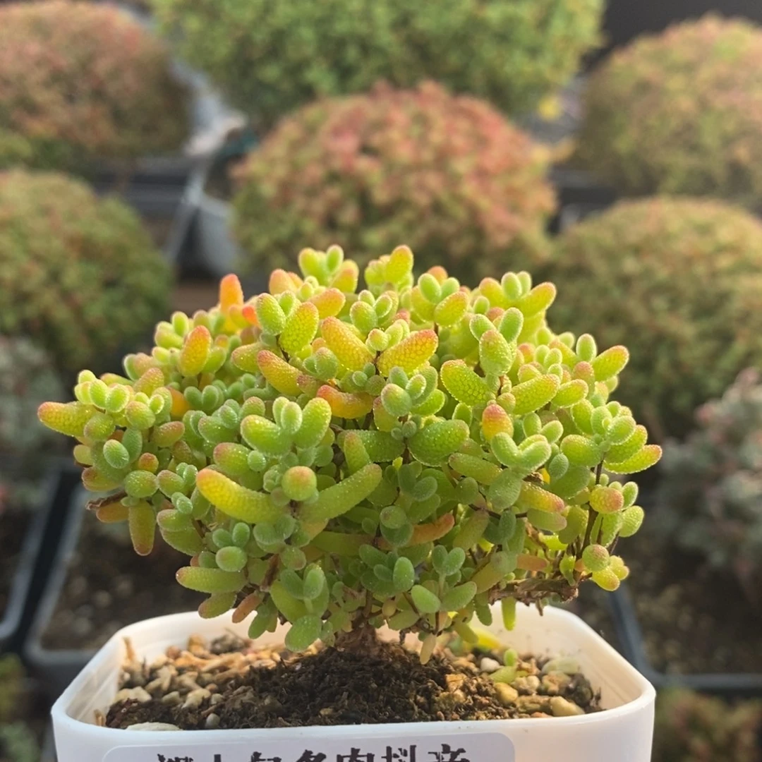 开播福利蜜橘糖球2468