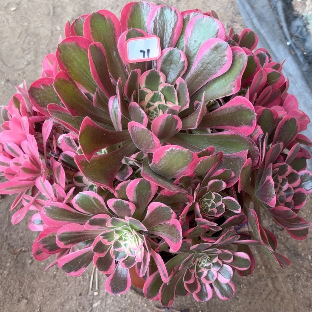 无花朵71花样年华多肉植物