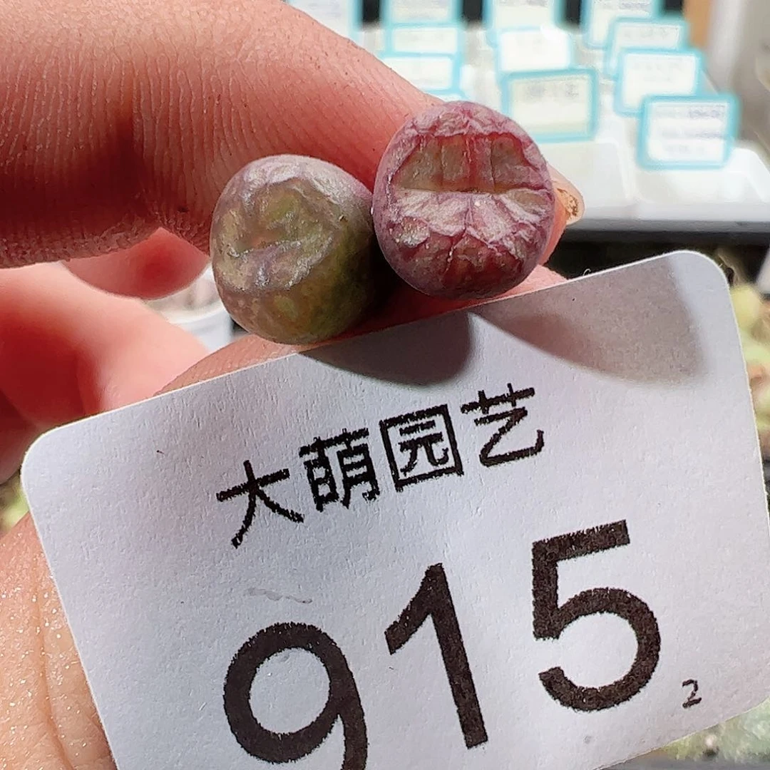 0000915 一物一拍……