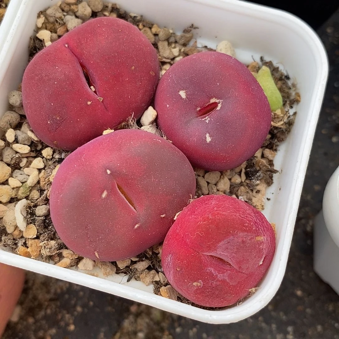 带伤红蟠桃一头。 买三送一。