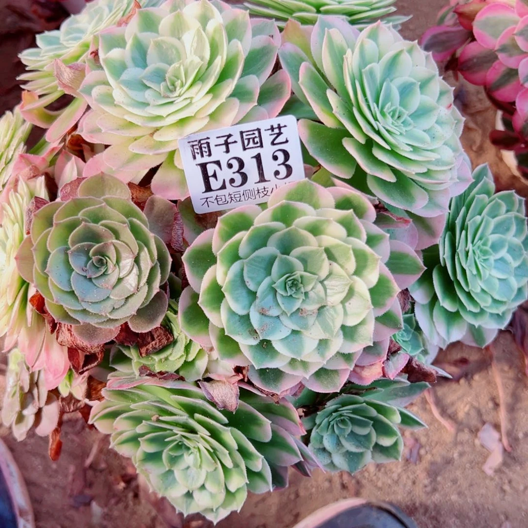 313海王尺寸28左右