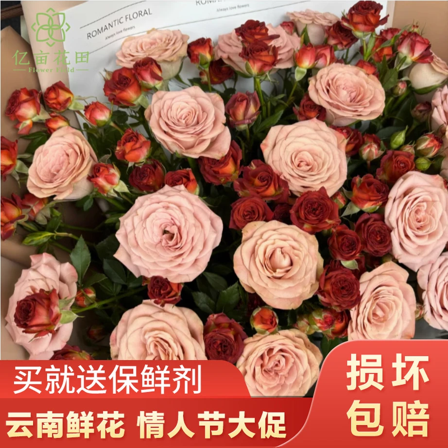 【七夕超值套餐】卡布奇诺玫瑰10支巧克力泡泡10支云南鲜花基地家用