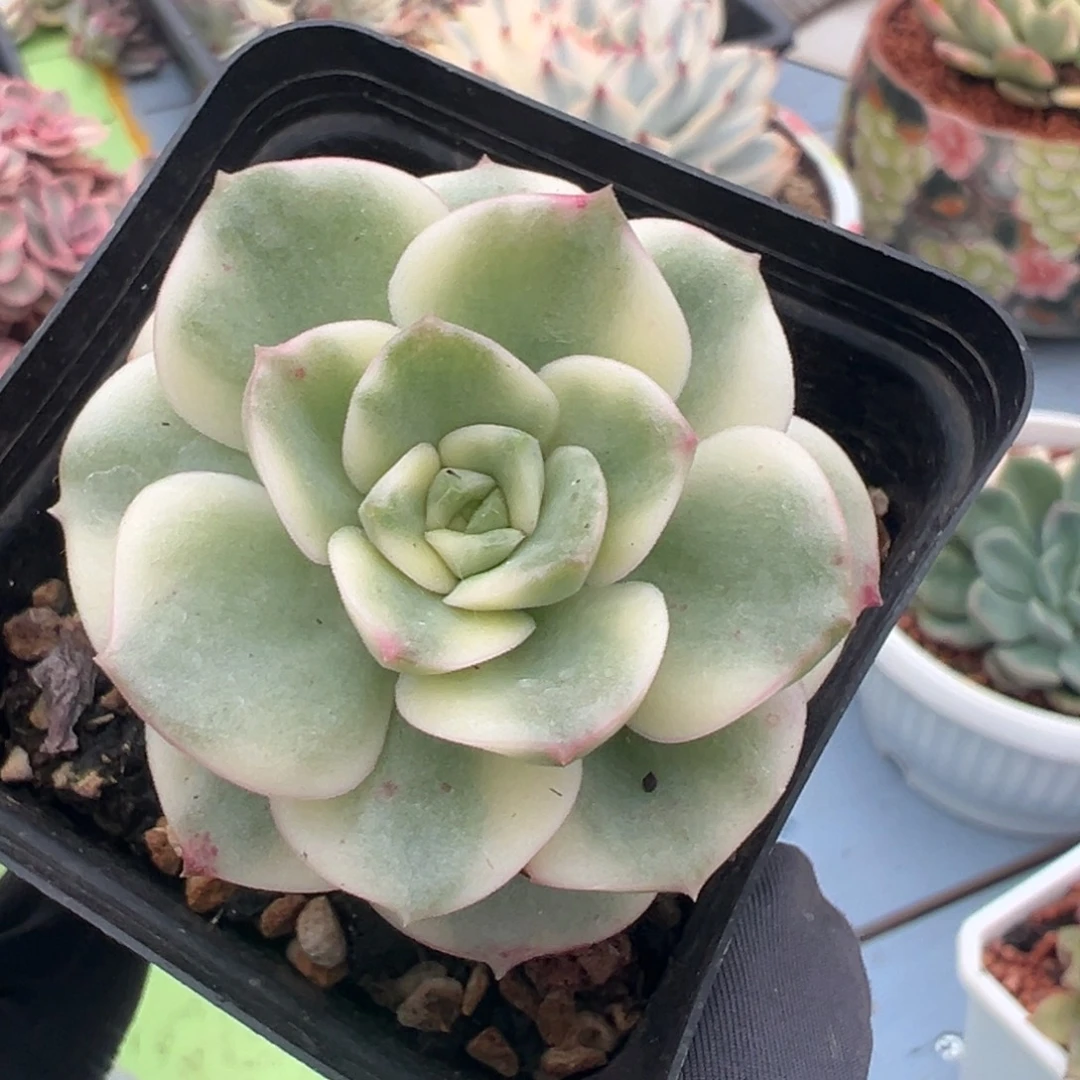 厚叶妮可莎娜锦，覆轮锦