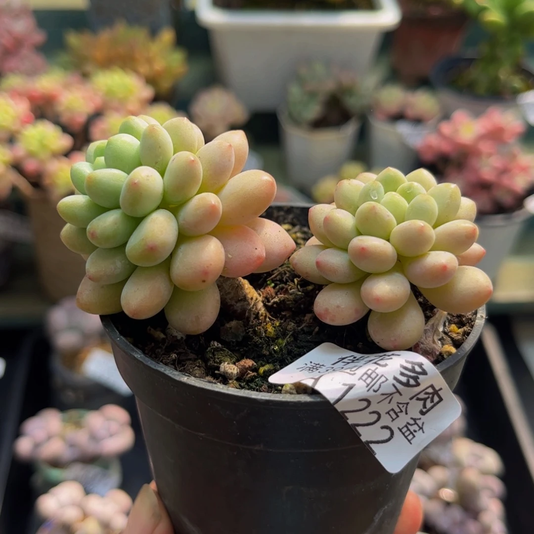 1222鱼子酱5cm多肉