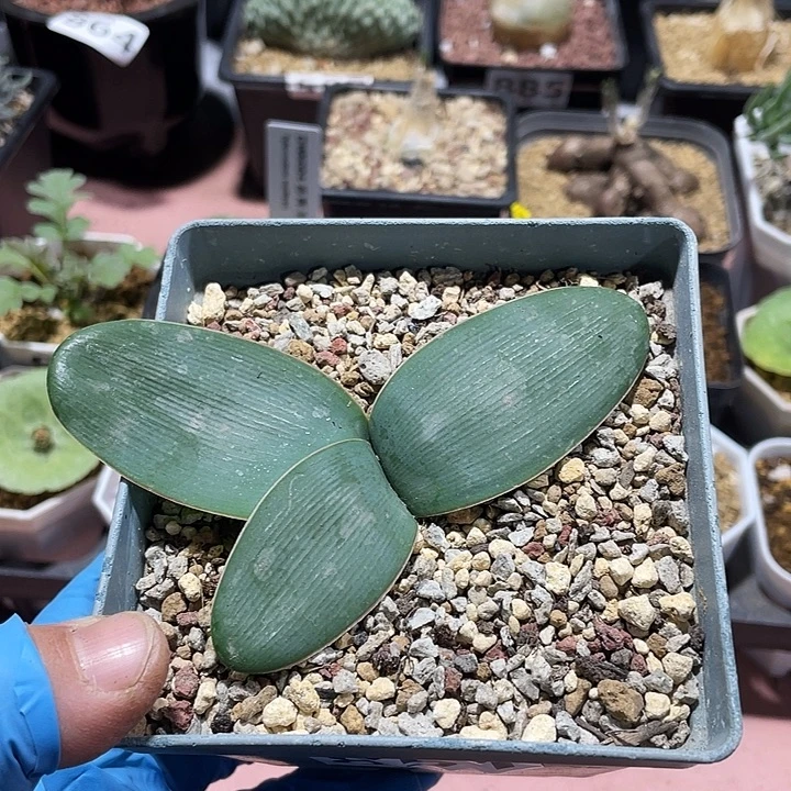 851蕾丝灯台百合块根