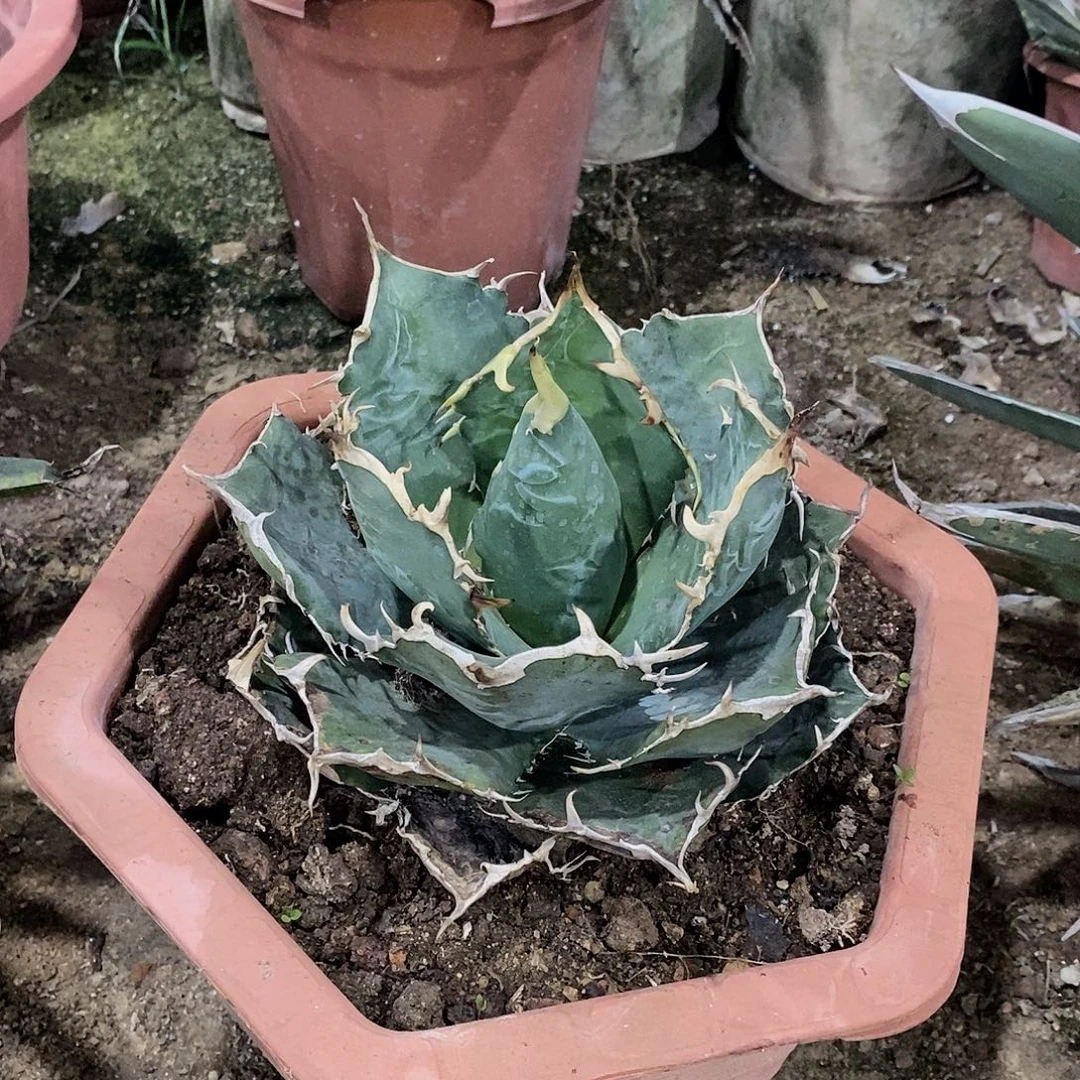 白鲸冠幅15厘米左右