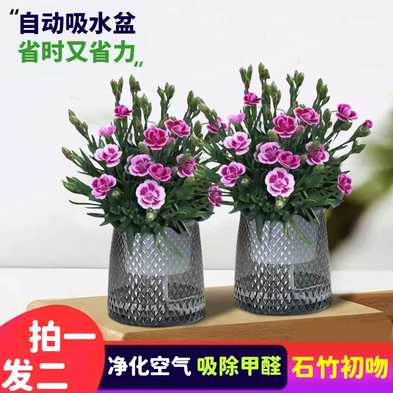 【买一盆送一盆】夏日精选四季开花耐热石竹花初吻室内盆栽办公庭院