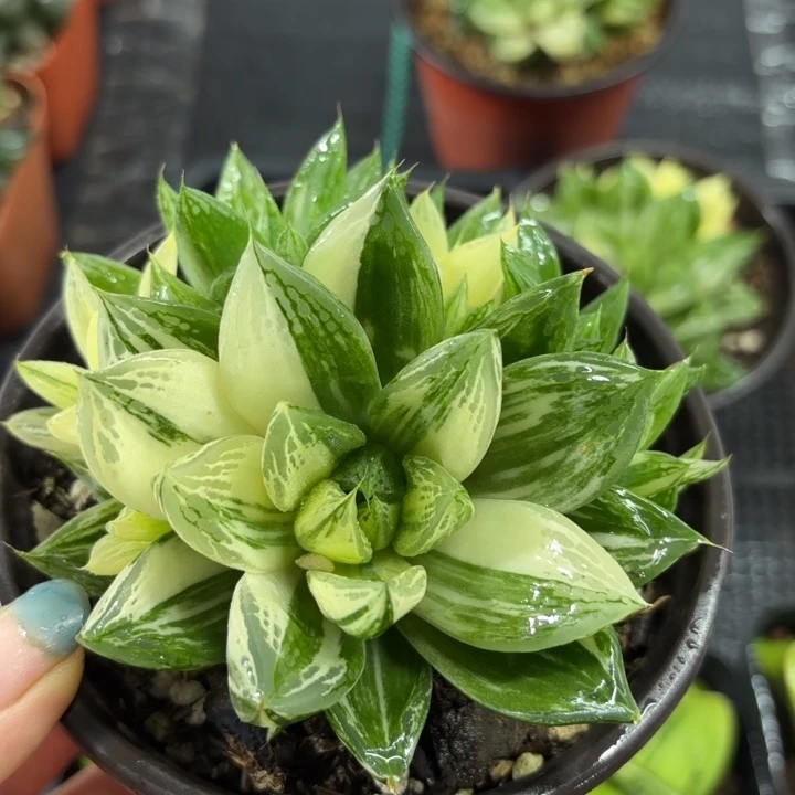 母本大宝草玉露锦多肉植物