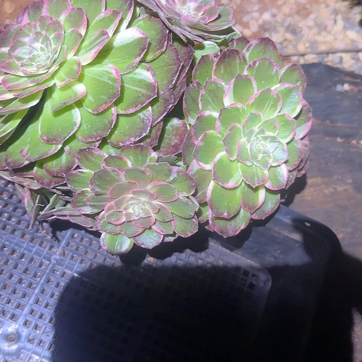 多肉 淘宝福利法师植物多肉