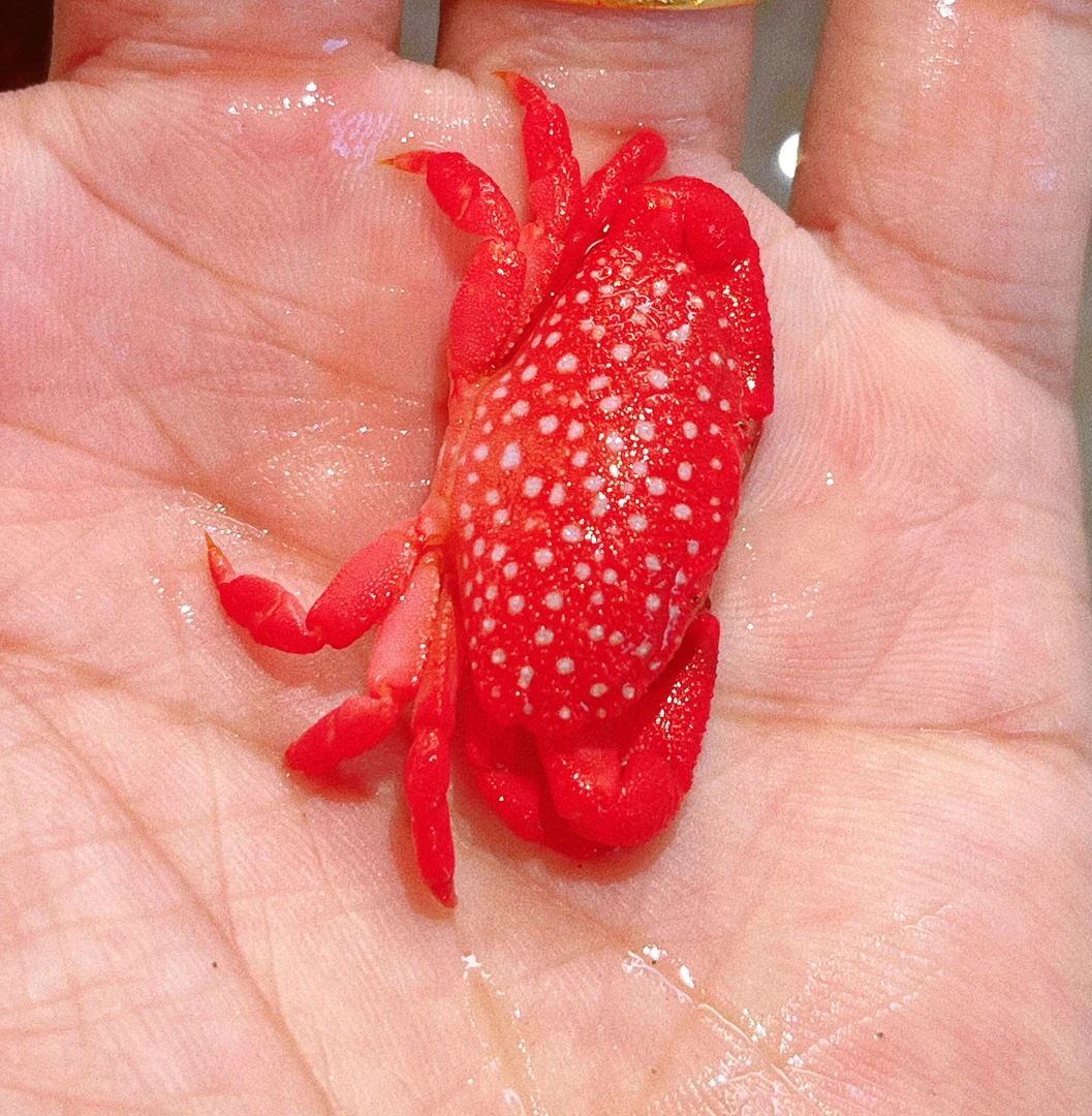 各类海水观赏螃蟹专用链接