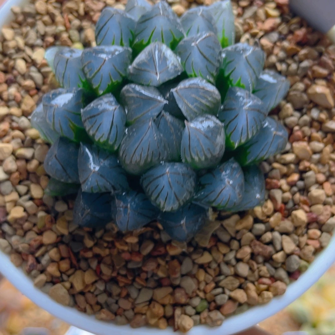 35.十二卷黑肌玉露。