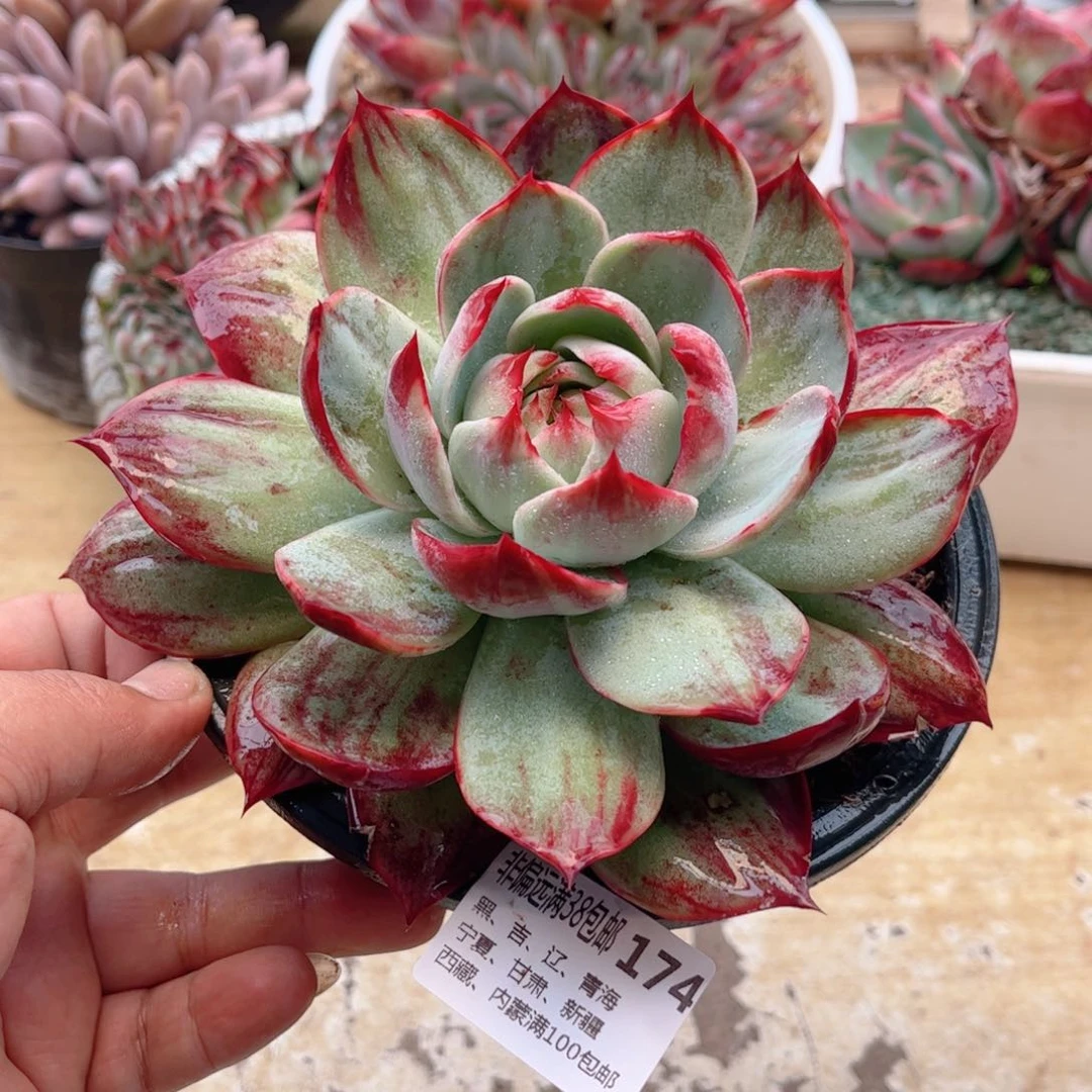 174惊鸿仙子德华