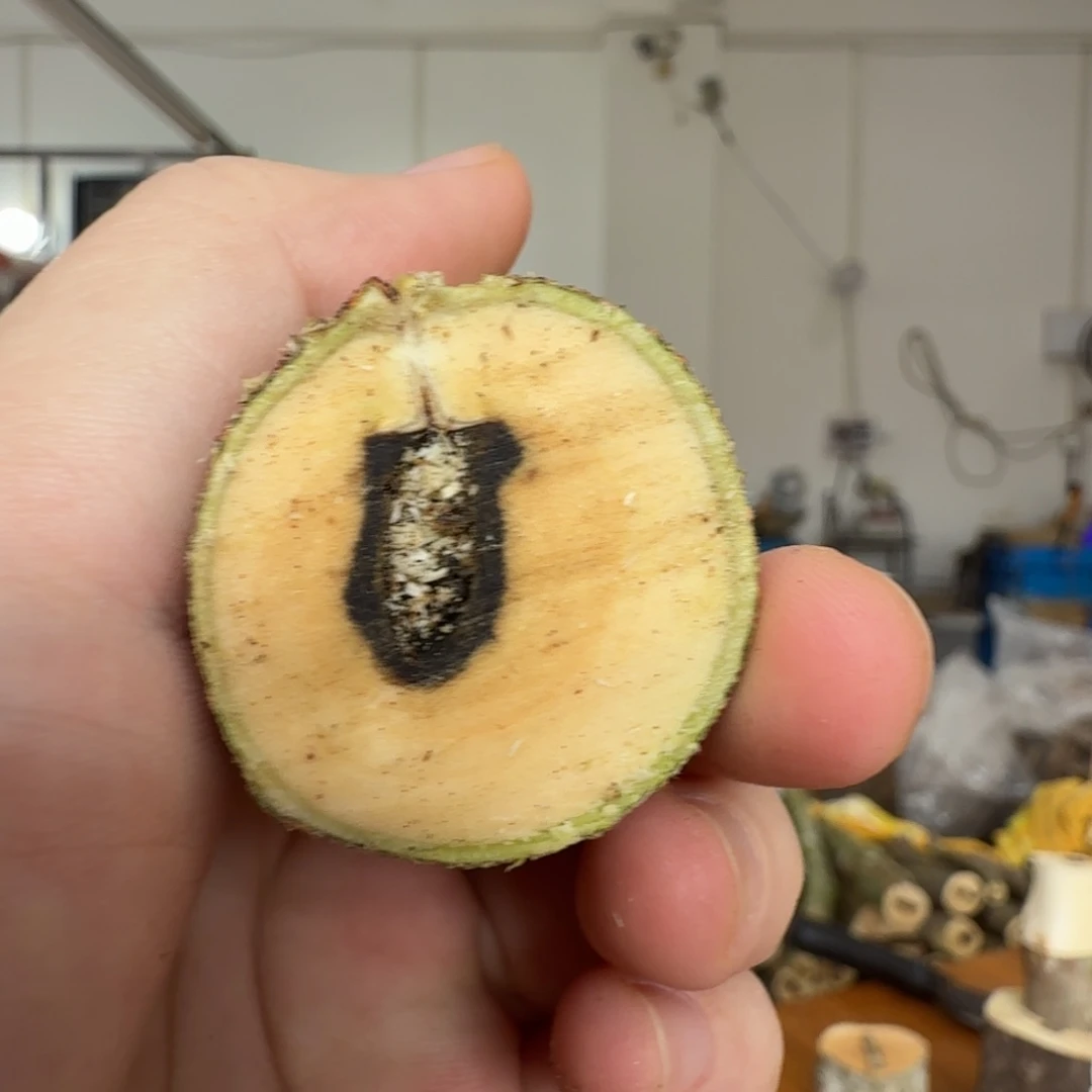 线香奇楠沉香原木