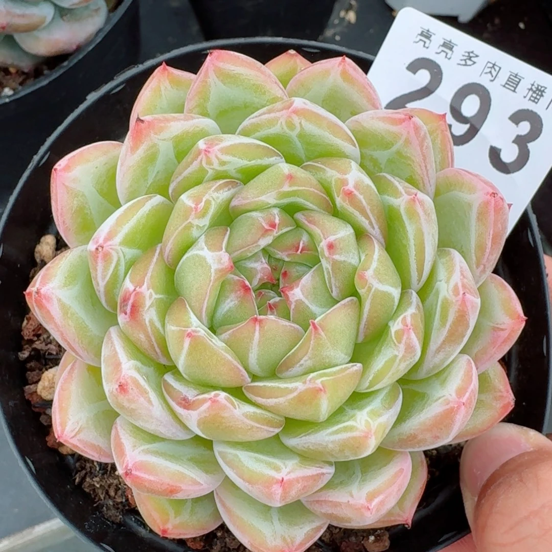 雪花珍妮        精美多肉植物