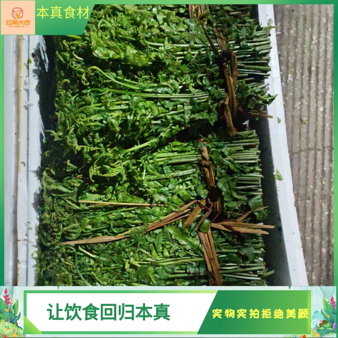 水蕨菜云南新鲜蕨菜龙爪菜现摘野菜