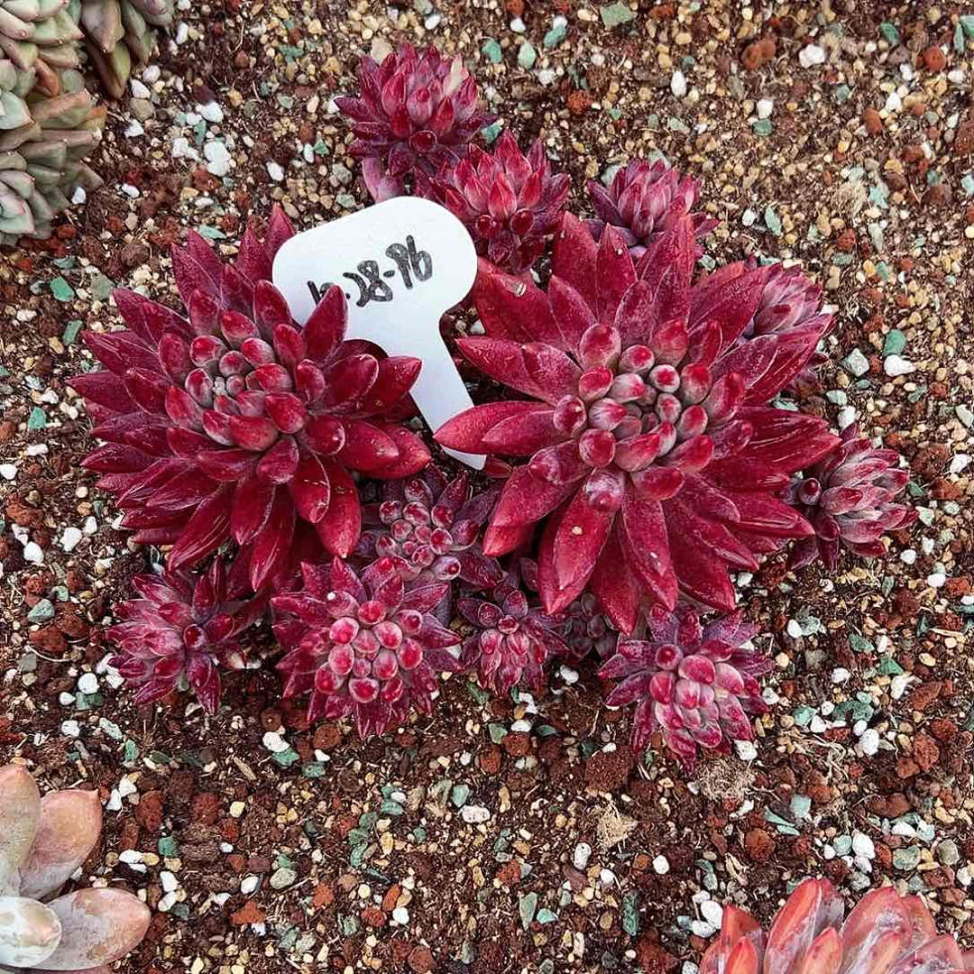 1028-96天花板虞美人老桩