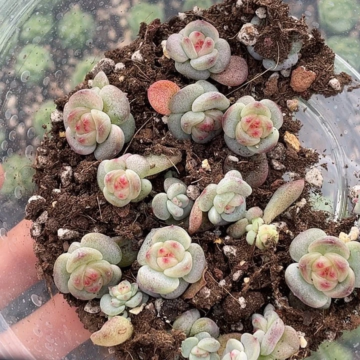 OTO多肉一物一拍2119