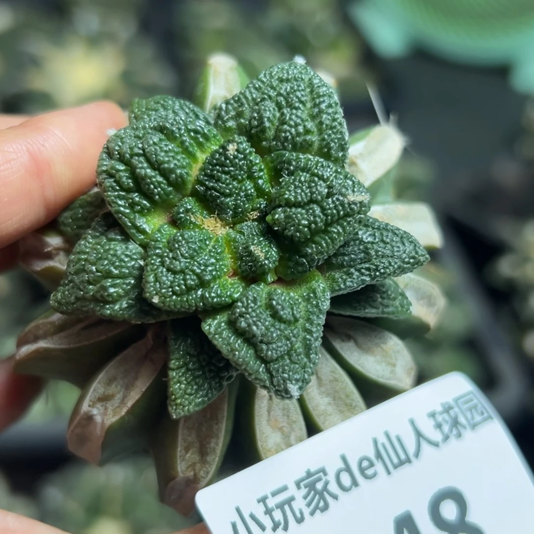 A****?348仙人球的故事是