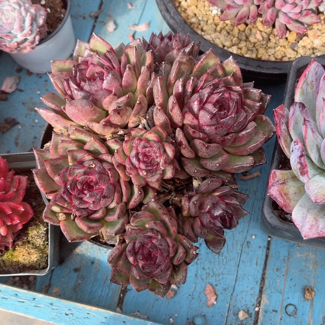 精品多肉植物老桩