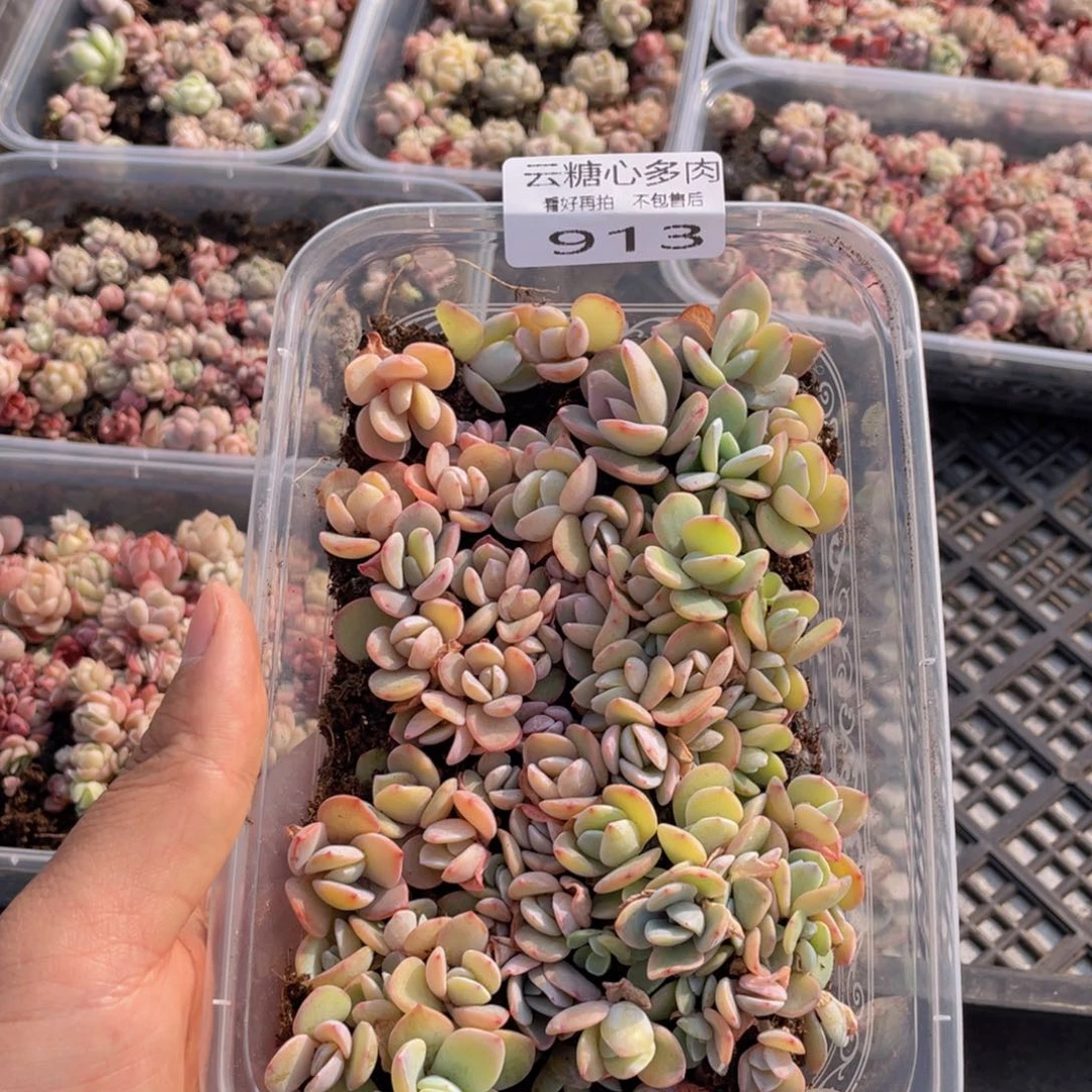 云糖心多肉植物913