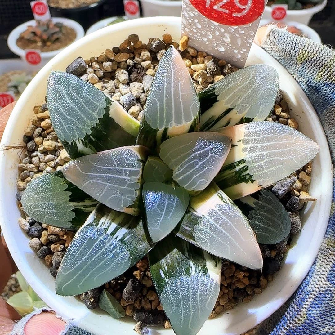 429大型朱庇特克锦 7.5 厘米左右一物一拍带盆发货