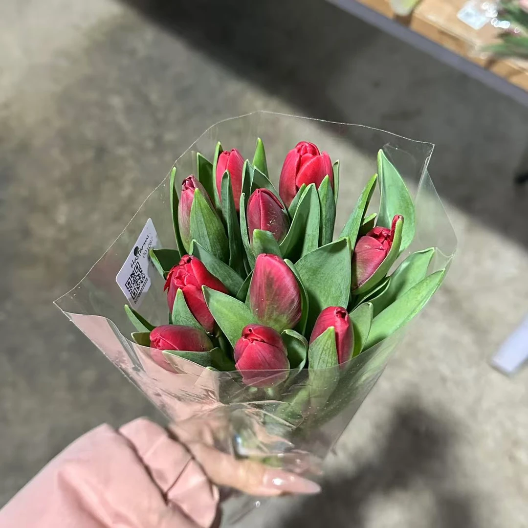 [海盛]10枝海盛树莓郁金香 20cm左右会长个【两单发京东或顺丰】