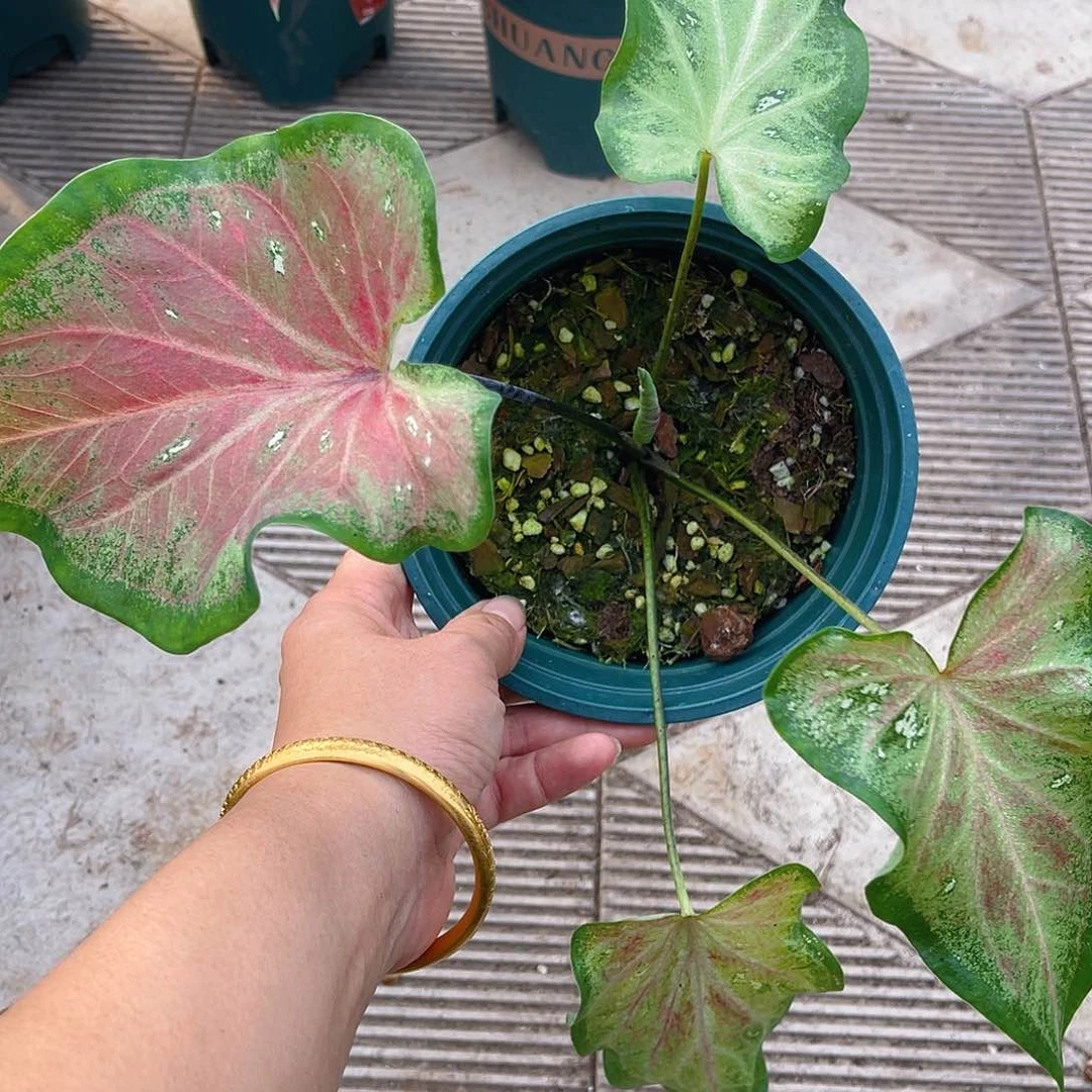 完全开放泰彩一物一拍178