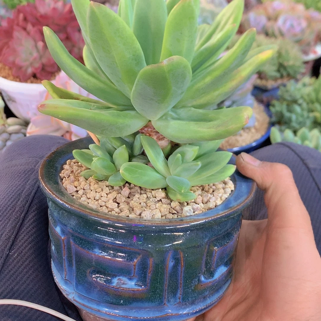 海洋之歌多肉一物一拍