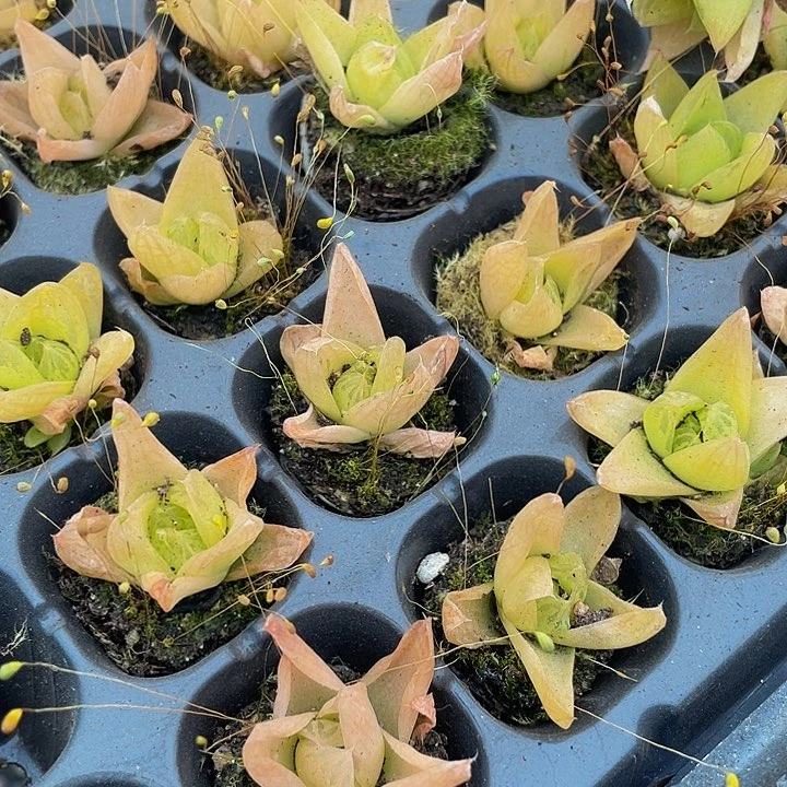 小黄金玉露1元带土发