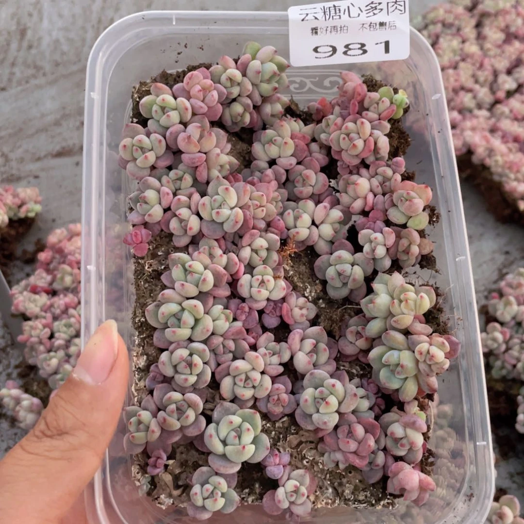 云糖心多肉植物981