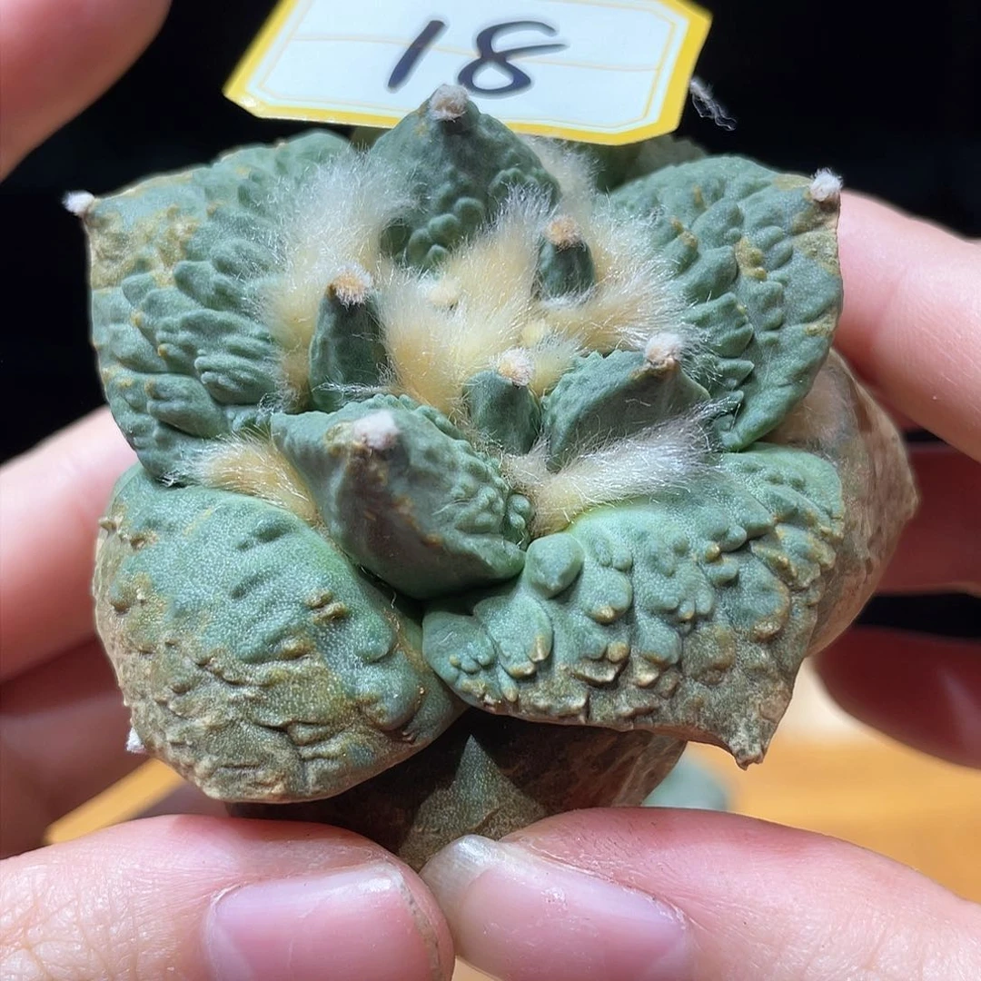 18号6.5cm自根战损好好怒涛