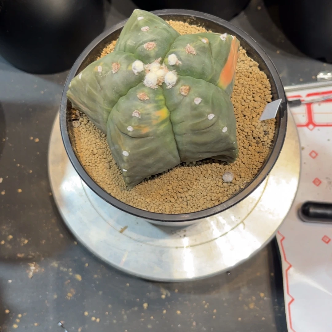 广***宜无花朵哈哈哈哈哈哈哈哈哈哈哈哈哈