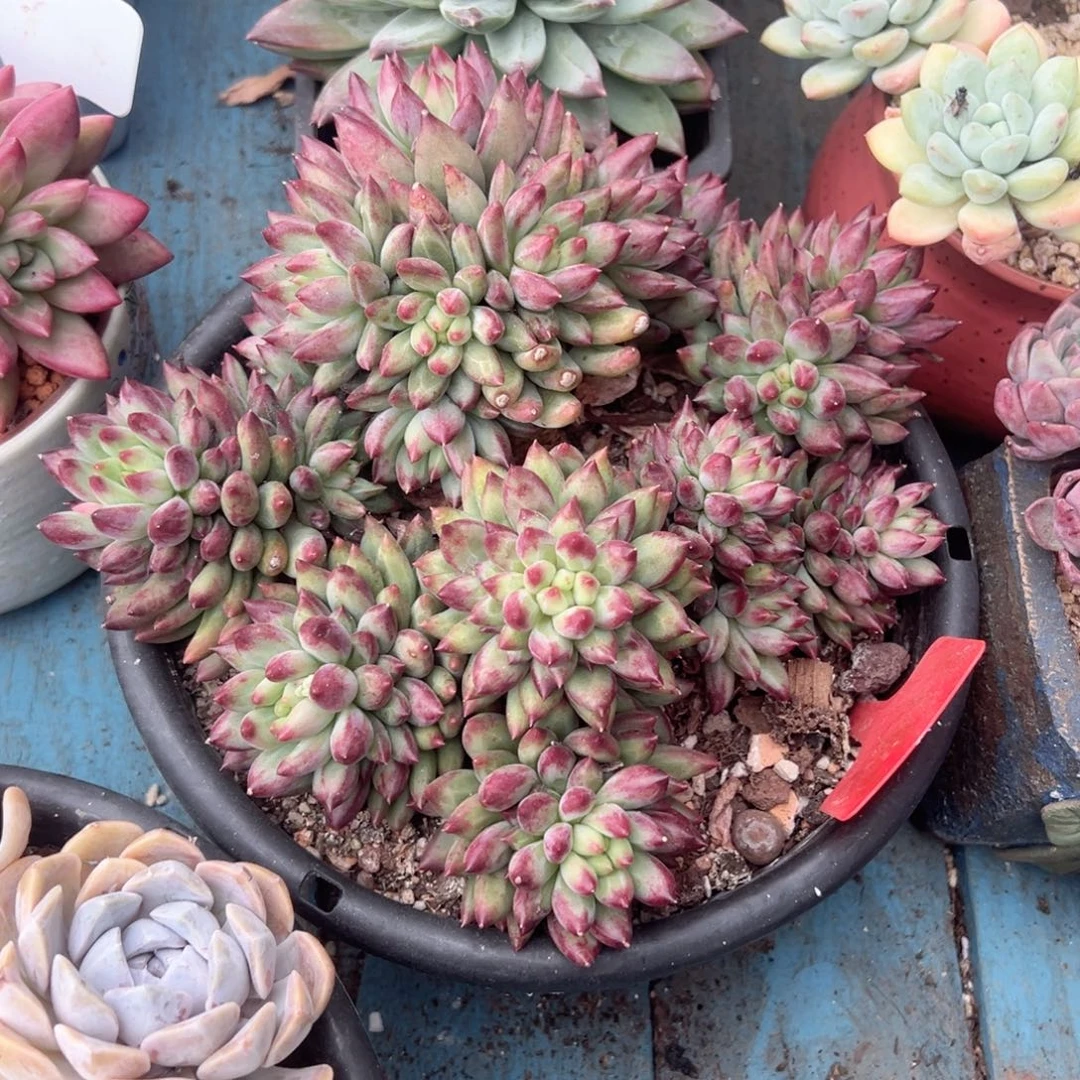 精品多肉植物老桩